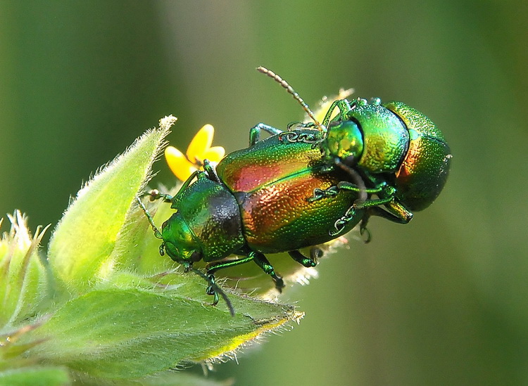 Chrysolina fastuosa ?